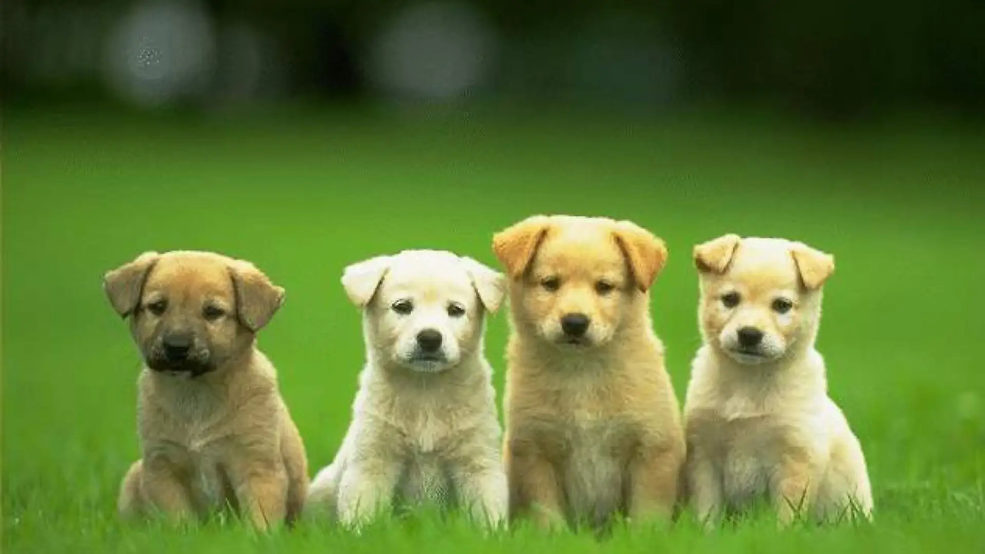 First 5 Best iOS & Android Apps for Dog Owners First 5 Best iOS & Android Apps for Dog Owners