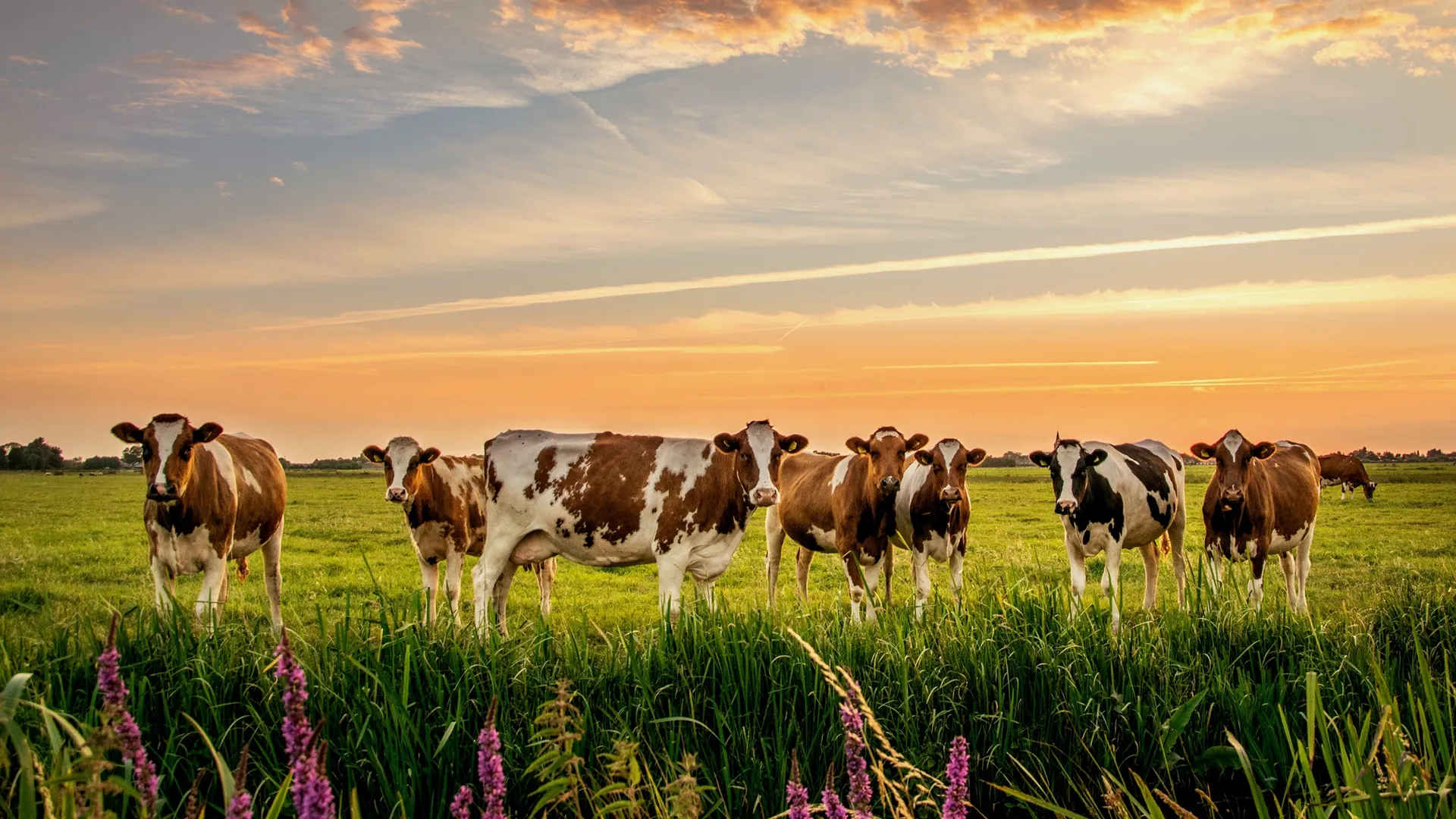 Livestock Management Solutions